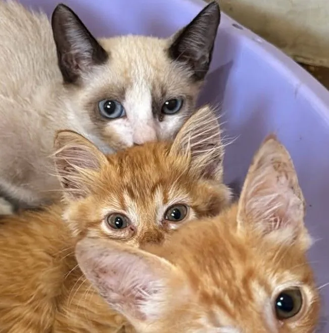 Gato raça SRD-ViraLata idade 2 a 6 meses nome Gatinhos