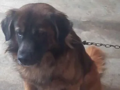 Cachorro raça SRD-ViraLata idade 5 anos nome Pit