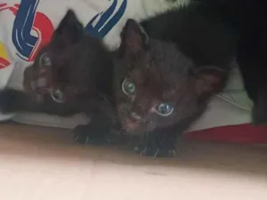 Gato raça SRD-ViraLata idade Abaixo de 2 meses nome 5 gatinhos 