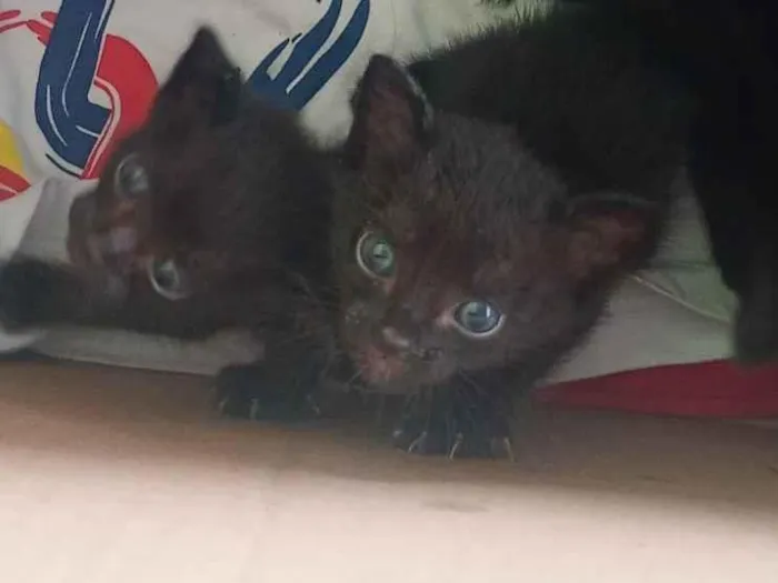 Gato raça SRD-ViraLata idade Abaixo de 2 meses nome 5 gatinhos 