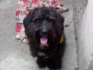 Cachorro raça Poodle idade 1 ano nome Apollo