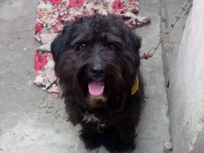 Cachorro raça Poodle idade 1 ano nome Apollo