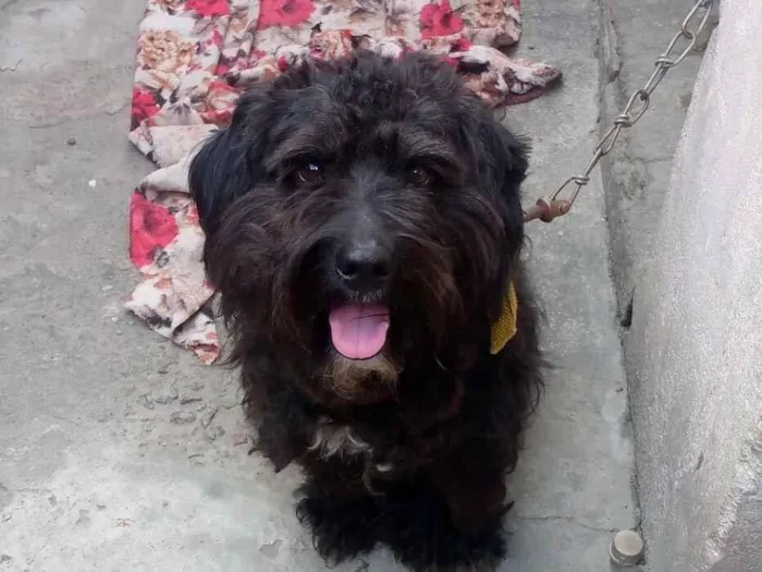 Cachorro raça Poodle idade 1 ano nome Apollo