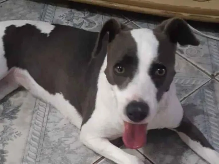 Cachorro raça SRD-ViraLata idade Abaixo de 2 meses nome Luna 