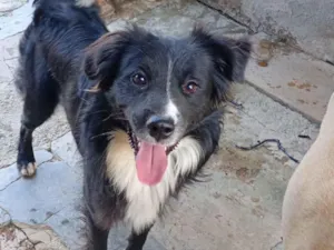 Cachorro raça SRD-ViraLata idade 1 ano nome Toby