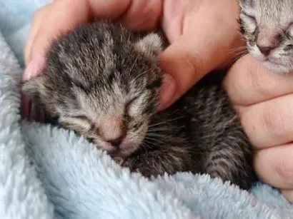 Gato raça SRD-ViraLata idade Abaixo de 2 meses nome bebês 