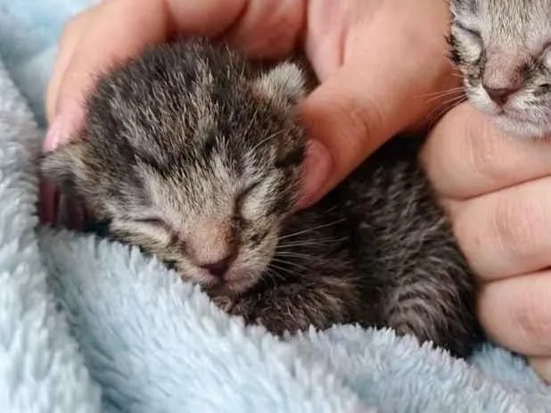 Gato raça SRD-ViraLata idade Abaixo de 2 meses nome bebês 
