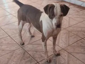 Cachorro raça SRD-ViraLata idade 5 anos nome Zé vaqueiro