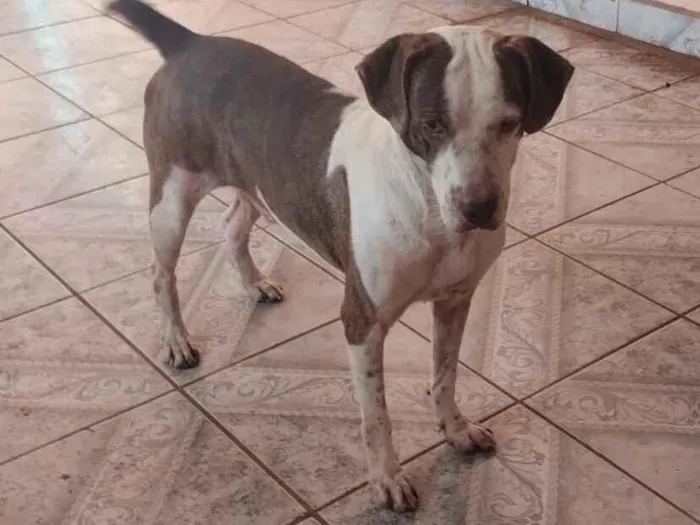 Cachorro raça SRD-ViraLata idade 5 anos nome Zé vaqueiro