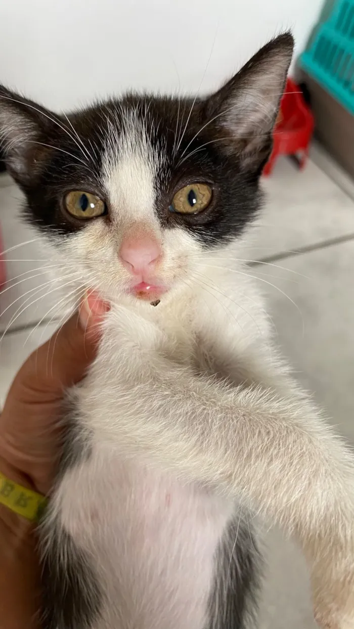 Gato raça SRD-ViraLata idade Abaixo de 2 meses nome Jurema