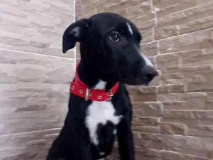 Cachorro raça SRD-ViraLata idade 2 a 6 meses nome Rex