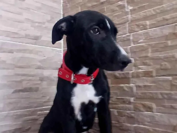 Cachorro raça SRD-ViraLata idade 2 a 6 meses nome Rex