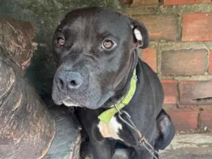 Cachorro raça Pit-Bull idade 1 ano nome Apolo