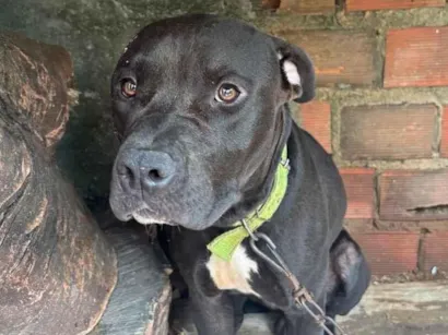 Cachorro raça Pit-Bull idade 1 ano nome Apolo