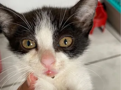 Gato raça SRD-ViraLata idade Abaixo de 2 meses nome Jurema