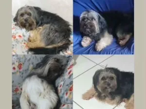 Cachorro raça SRD-ViraLata idade 3 anos nome MELIODAS