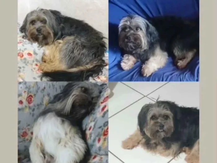Cachorro raça SRD-ViraLata idade 3 anos nome MELIODAS