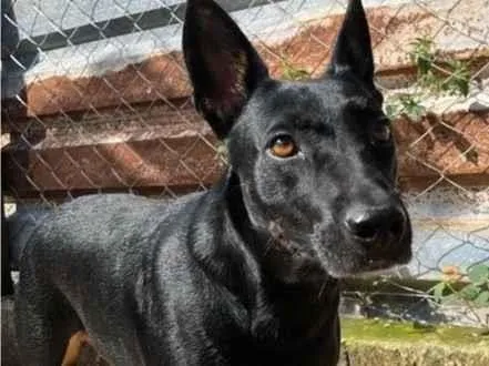 Cachorro raça SRD-ViraLata idade 2 anos nome Hera