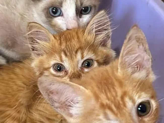 Gato raça SRD-ViraLata idade 2 a 6 meses nome Gatinhos