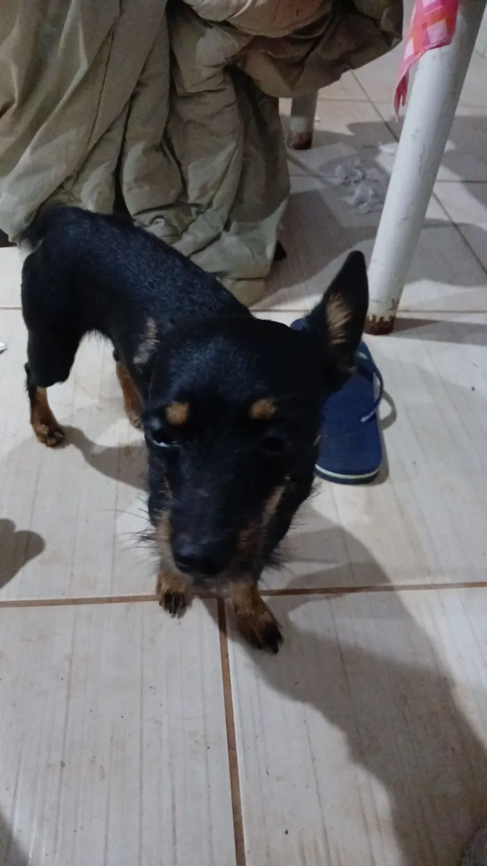 Cachorro raça Lhasa Apso idade 2 anos nome zeus