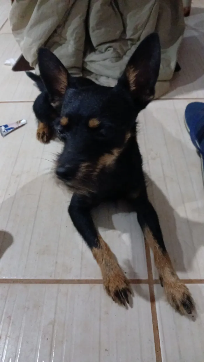 Cachorro raça Lhasa Apso idade 2 anos nome zeus