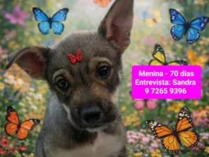 Cachorro raça SRD-ViraLata idade 2 a 6 meses nome Flora