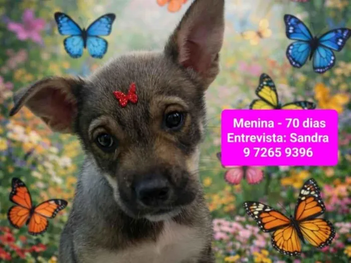 Cachorro raça SRD-ViraLata idade 2 a 6 meses nome Flora