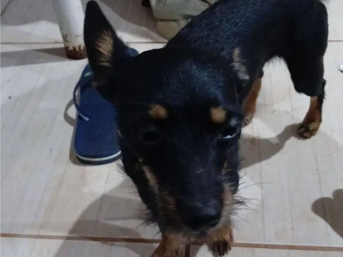 Cachorro raça Lhasa Apso idade 2 anos nome zeus