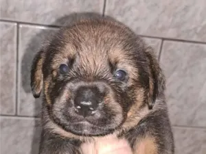 Cachorro raça SRD-ViraLata idade Abaixo de 2 meses nome Ainda não tem nome