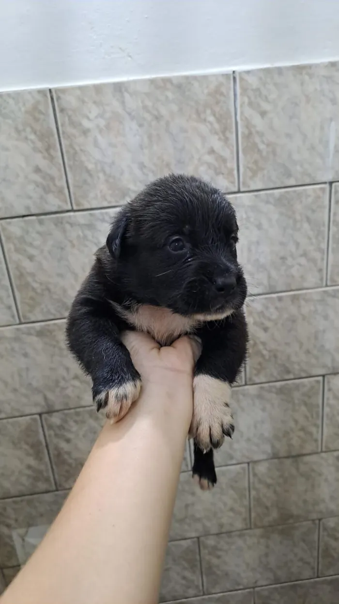 Cachorro raça SRD-ViraLata idade Abaixo de 2 meses nome Sem nome