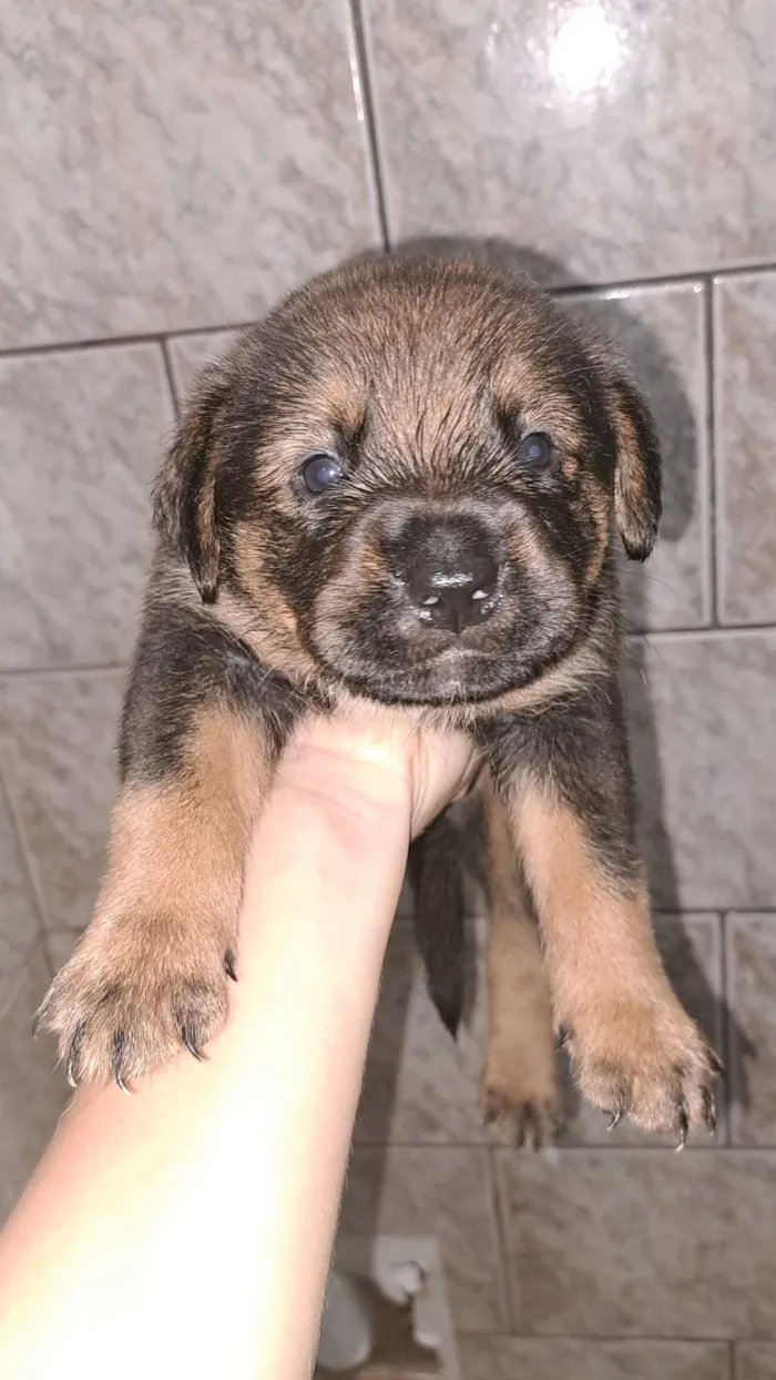 Cachorro raça SRD-ViraLata idade Abaixo de 2 meses nome Sem nome