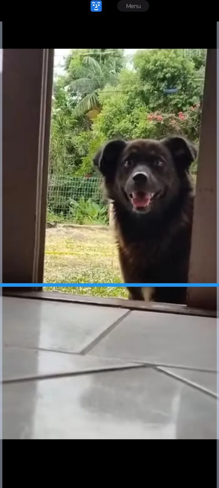 Cachorro raça Chow Chow idade 4 anos nome BLACK 