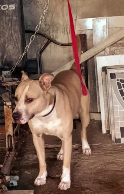 Cachorro raça Pit-Bull idade 1 ano nome Stubby