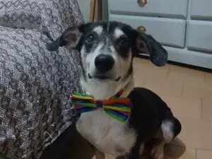 Cachorro raça SRD-ViraLata idade 2 anos nome Fredy