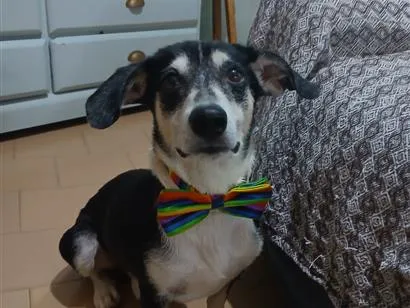 Cachorro raça SRD-ViraLata idade 2 anos nome Fredy