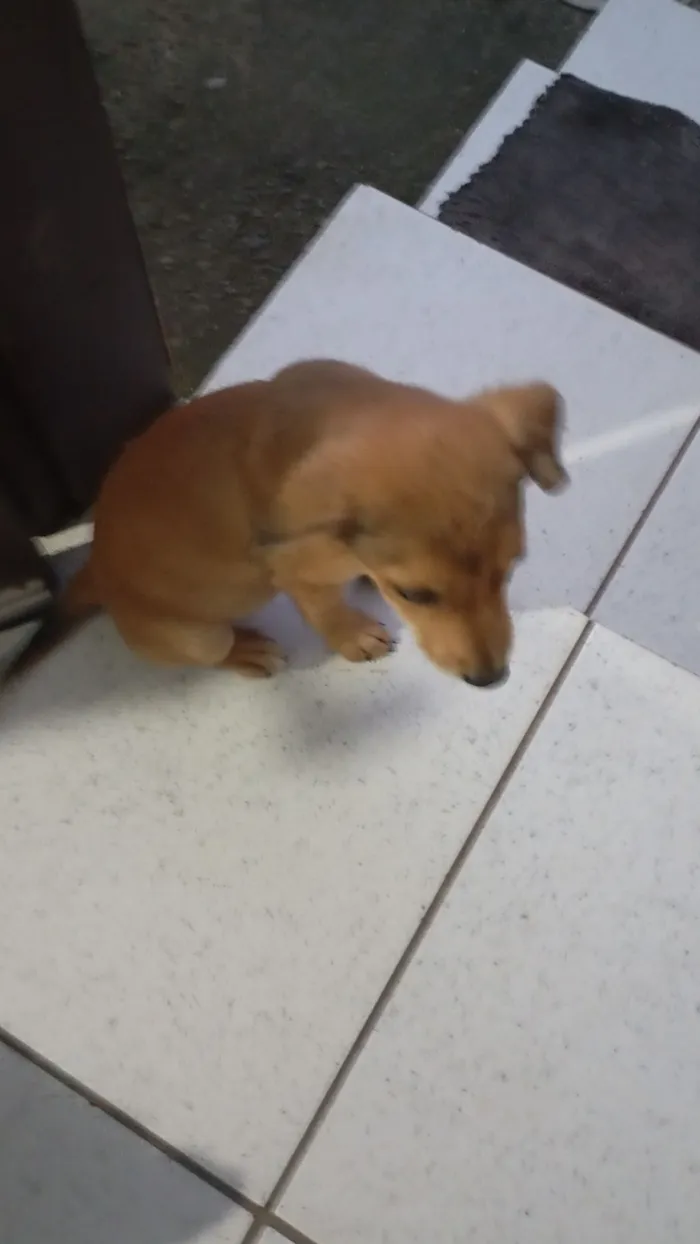 Cachorro raça SRD-ViraLata idade 2 a 6 meses nome Ainda sem nome(filhote)