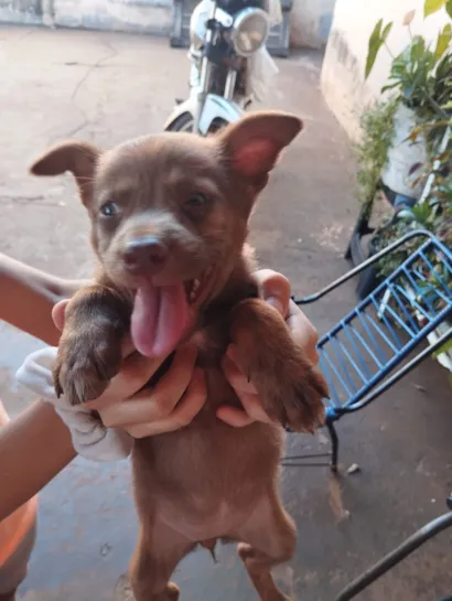 Cachorro raça SRD-ViraLata idade Abaixo de 2 meses nome filhotes