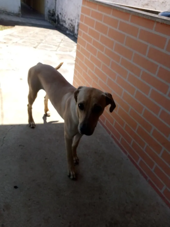 Cachorro raça SRD-ViraLata idade 7 a 11 meses nome tchule