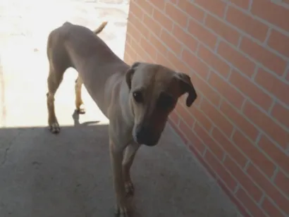 Cachorro raça SRD-ViraLata idade 7 a 11 meses nome tchule