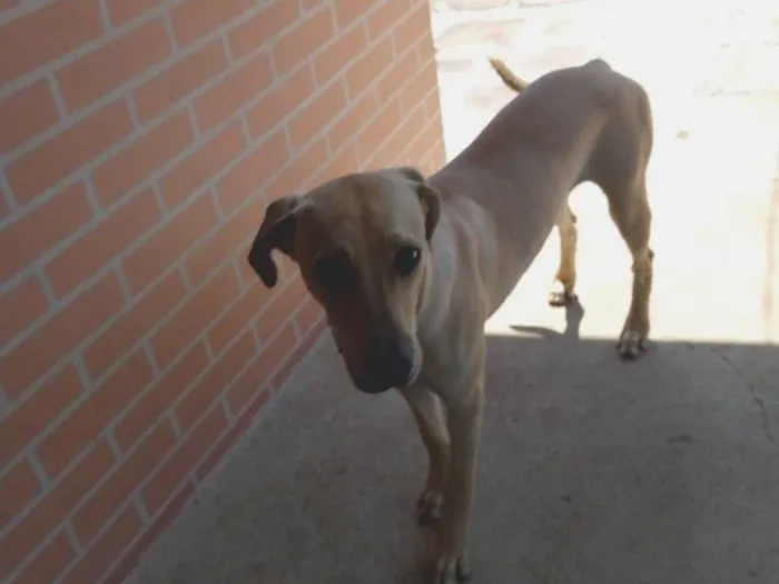 Cachorro raça SRD-ViraLata idade 7 a 11 meses nome tchule