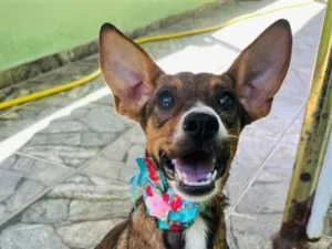 Cachorro raça SRD-ViraLata idade 2 a 6 meses nome Meg