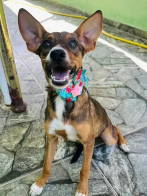 Cachorro raça SRD-ViraLata idade 2 a 6 meses nome Meg