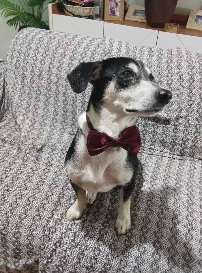 Cachorro raça SRD-ViraLata idade 2 anos nome Fredy