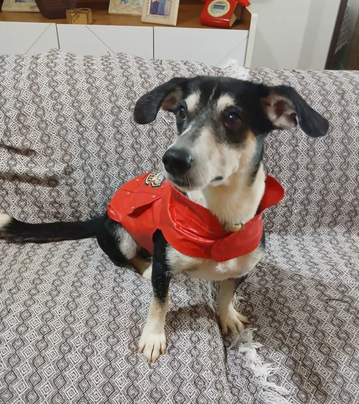 Cachorro raça SRD-ViraLata idade 2 anos nome Fredy