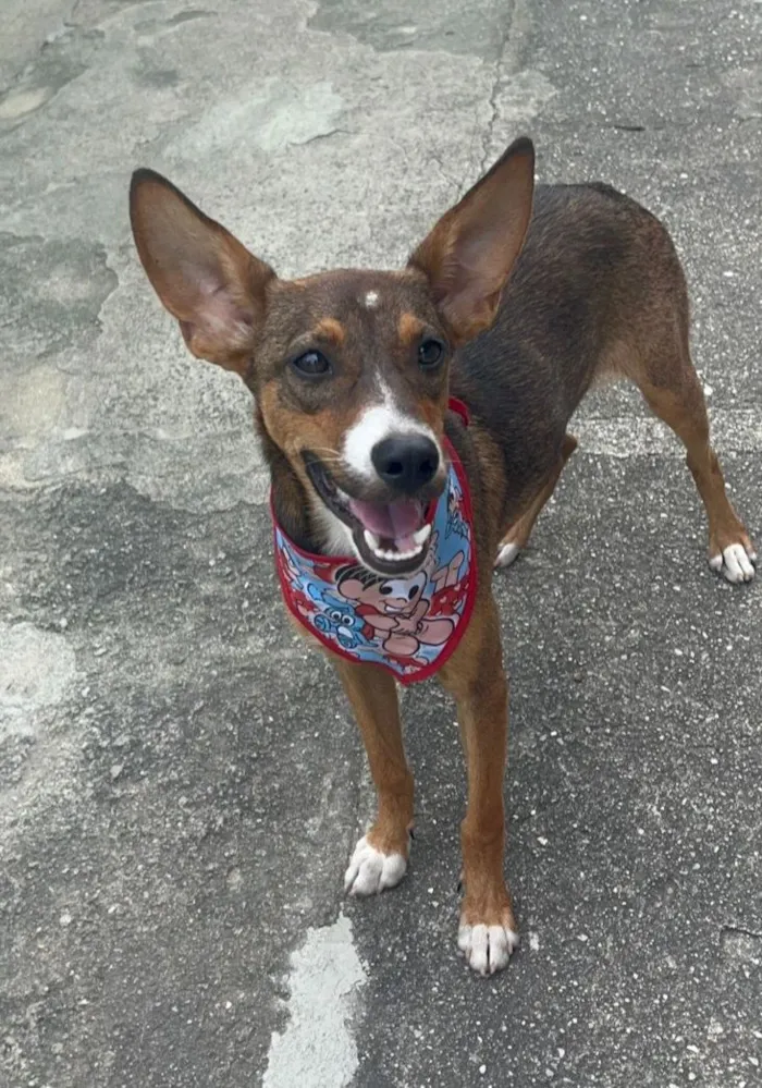 Cachorro raça SRD-ViraLata idade 2 a 6 meses nome Meg