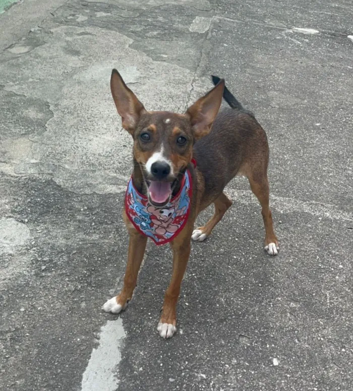 Cachorro raça SRD-ViraLata idade 2 a 6 meses nome Meg