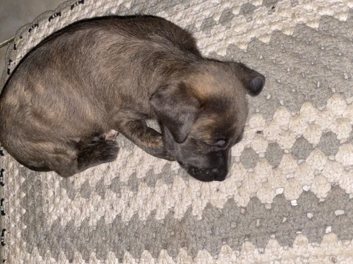 Cachorro raça SRD-ViraLata idade Abaixo de 2 meses nome Cacau