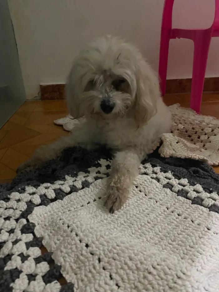 Cachorro raça Maltês idade 6 ou mais anos nome Não sei como se chama, encontrei na rua 