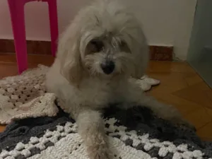 Cachorro raça Maltês idade 6 ou mais anos nome Não sei como se chama, encontrei na rua 