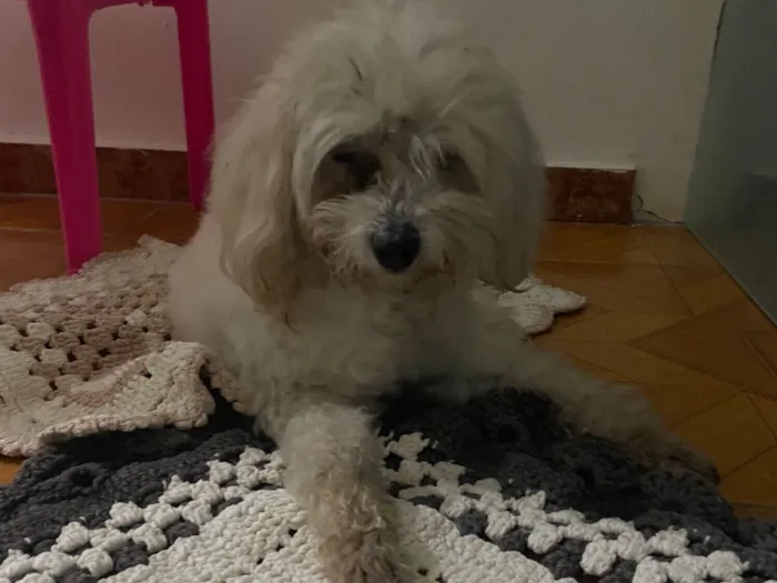 Cachorro raça Maltês idade 6 ou mais anos nome Não sei como se chama, encontrei na rua 